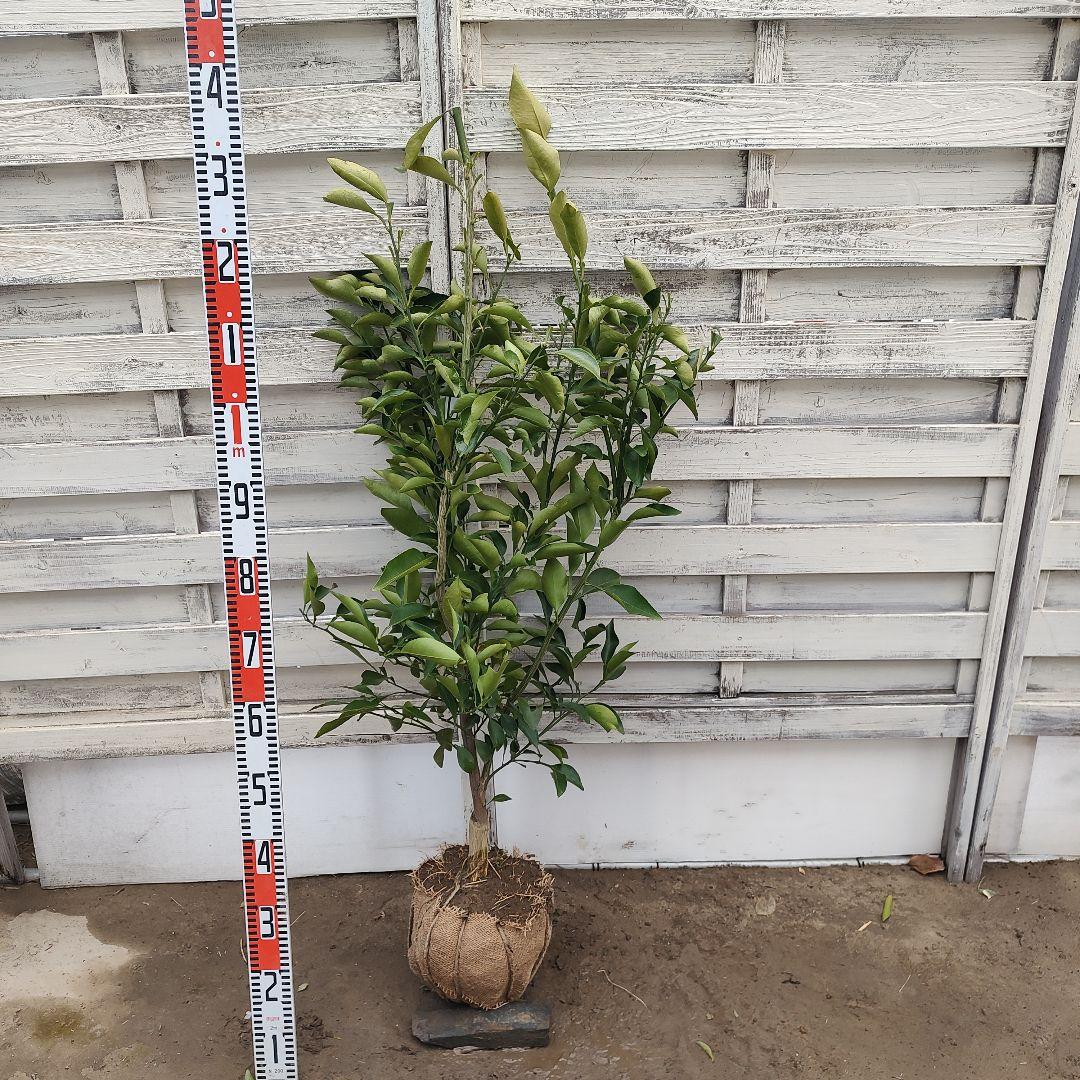 希少品種 春峰 しゅんぽう 3年生 苗木