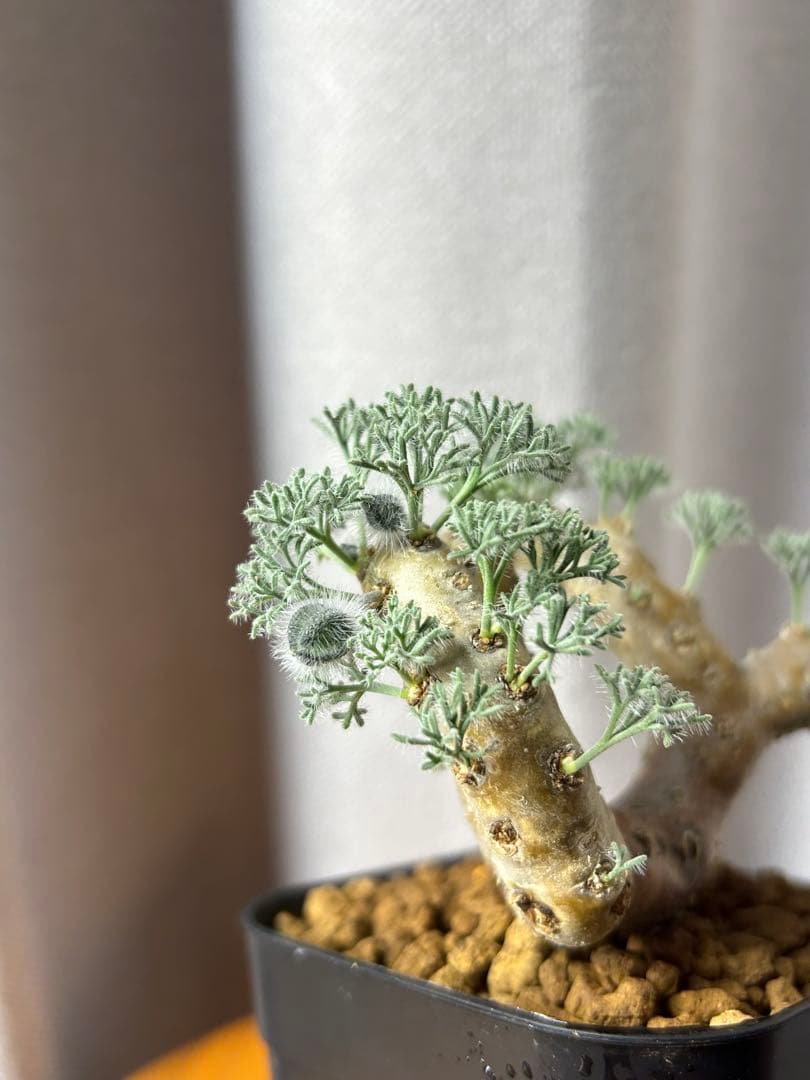 良型発根2サルコカウロン ムルチフィズム モンソニア ムルチフィダ