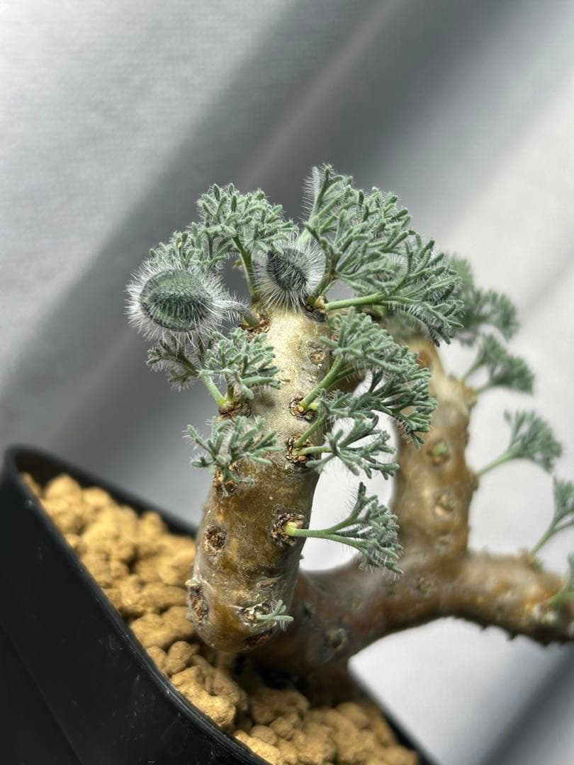 良型発根2サルコカウロン ムルチフィズム モンソニア ムルチフィダ