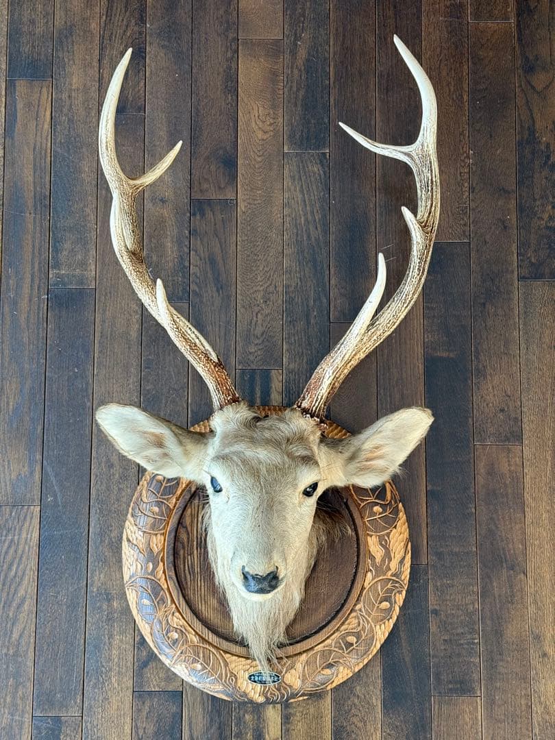 蝦夷鹿（エゾシカ）ハンティングトロフィー ハンティングトロフィー エゾシカ 蝦夷鹿 剥製 - メルカリ