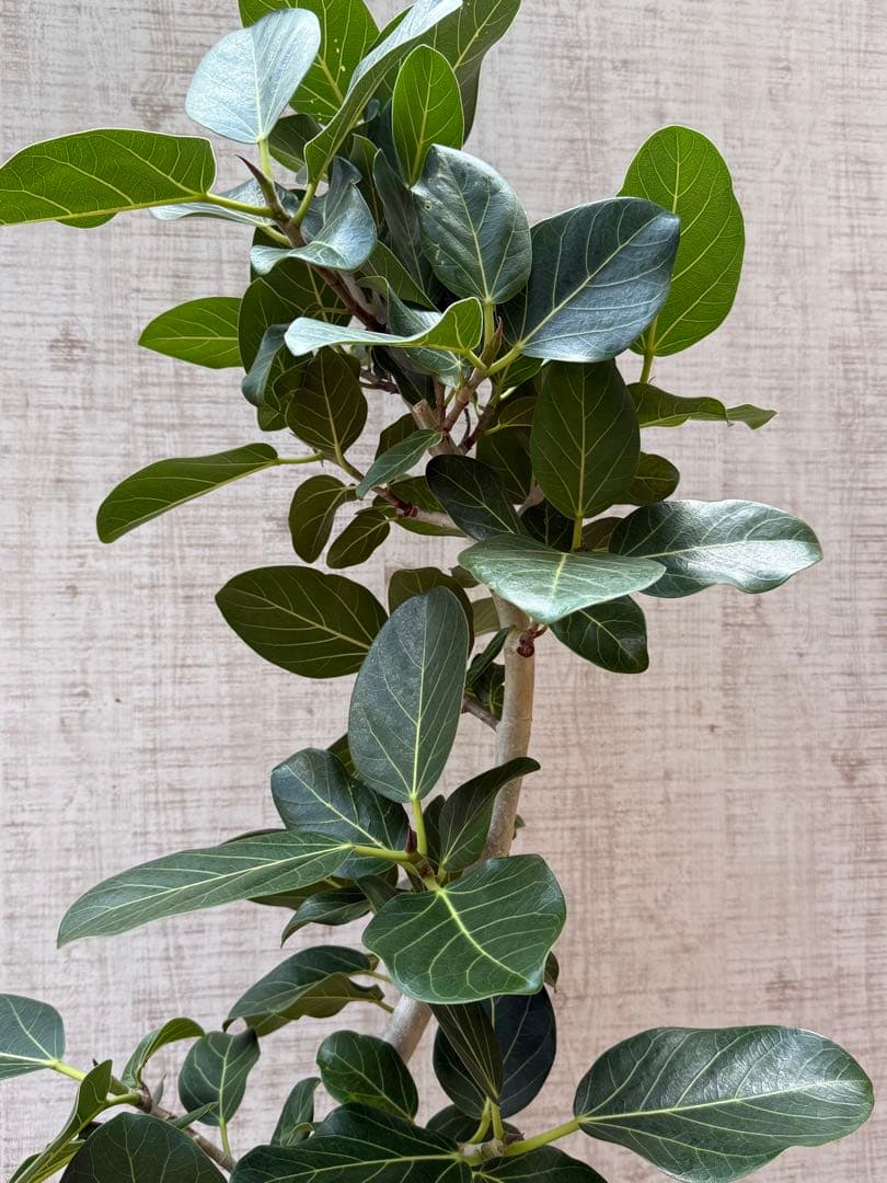 ☆ フィカス ベンガレンシス♪150cm リビングサイズ 曲がりフォルム