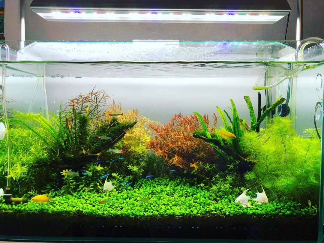 アキ様専用】水槽 フルセット 引き取り限定／CO2・LED・外部F付 - メルカリ