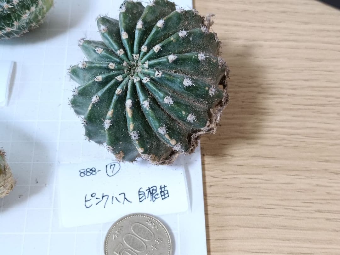 888-YU様専用商品 花サボテン - メルカリ