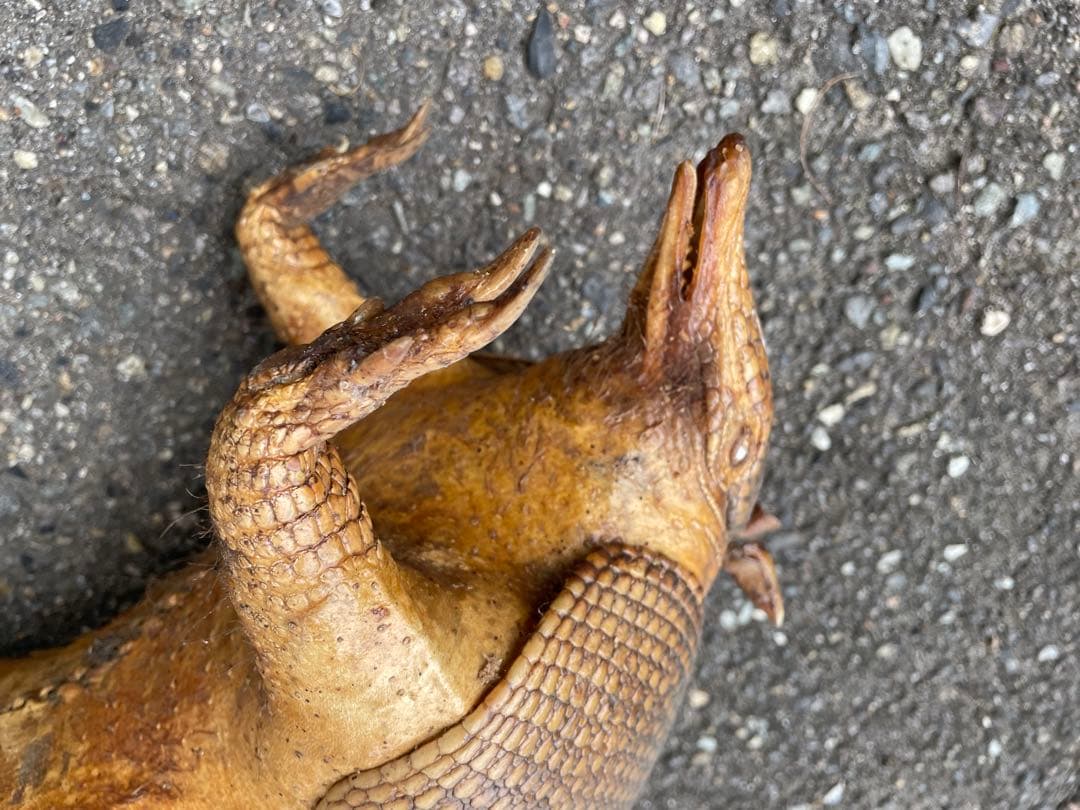 ココノオビアルマジロ アルマジロ 剥製 ワシントン条約対象外 - メルカリ