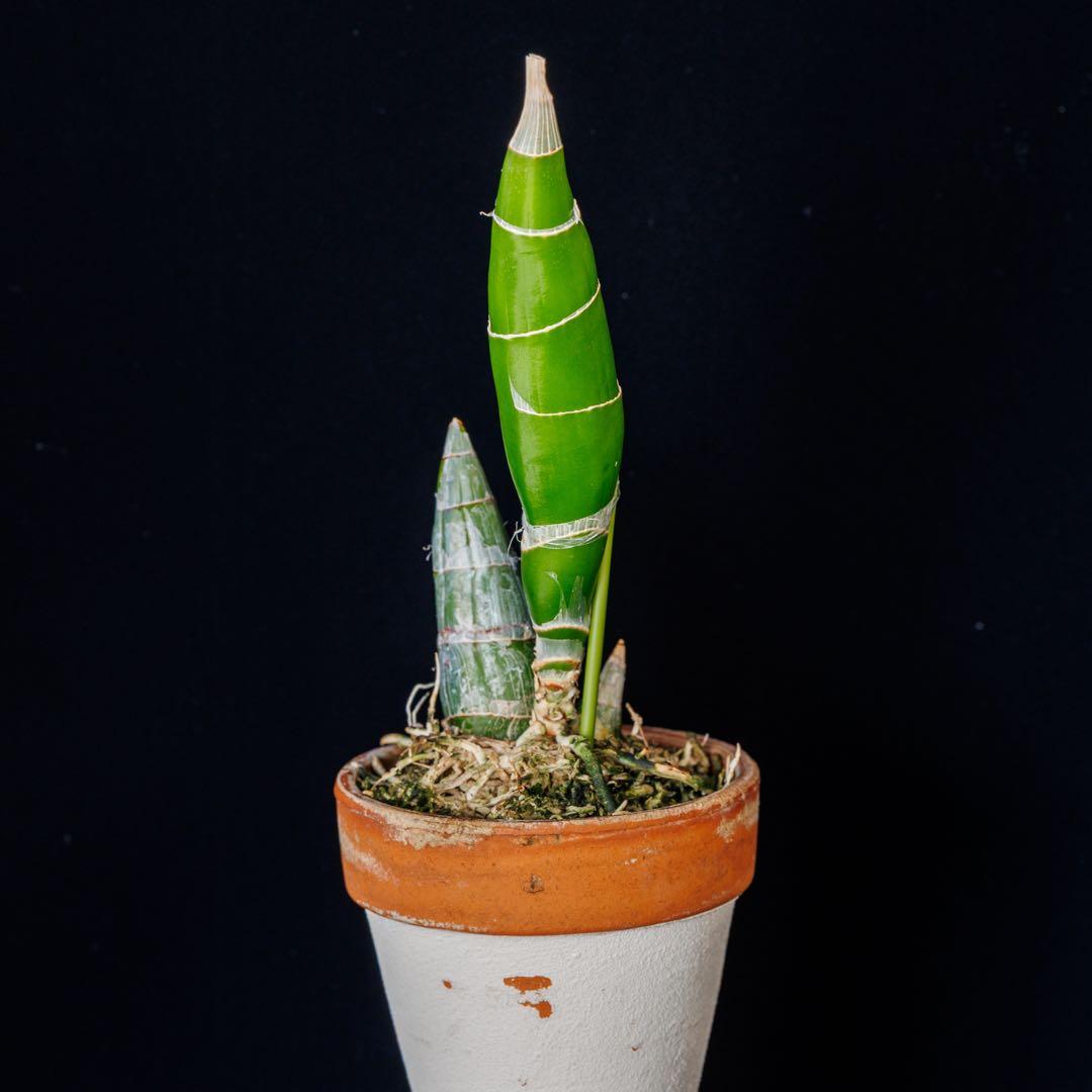 グリーンタケノコ蘭 SVO Fdk. Turning Point カタセタム - メルカリ