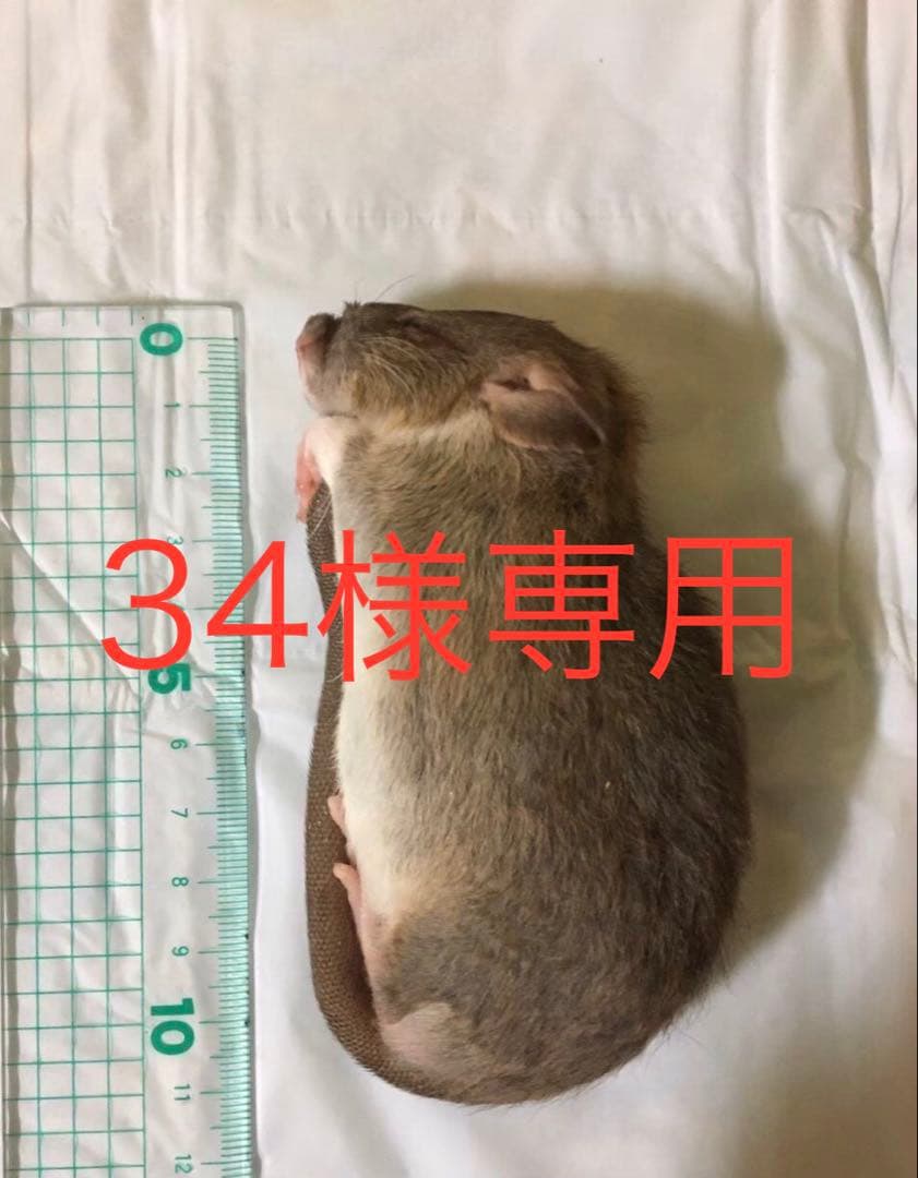 冷凍H10 RF20 ML20 ADL10 SS20 RM-10-HC_BLK-right-scaled-1.jpg