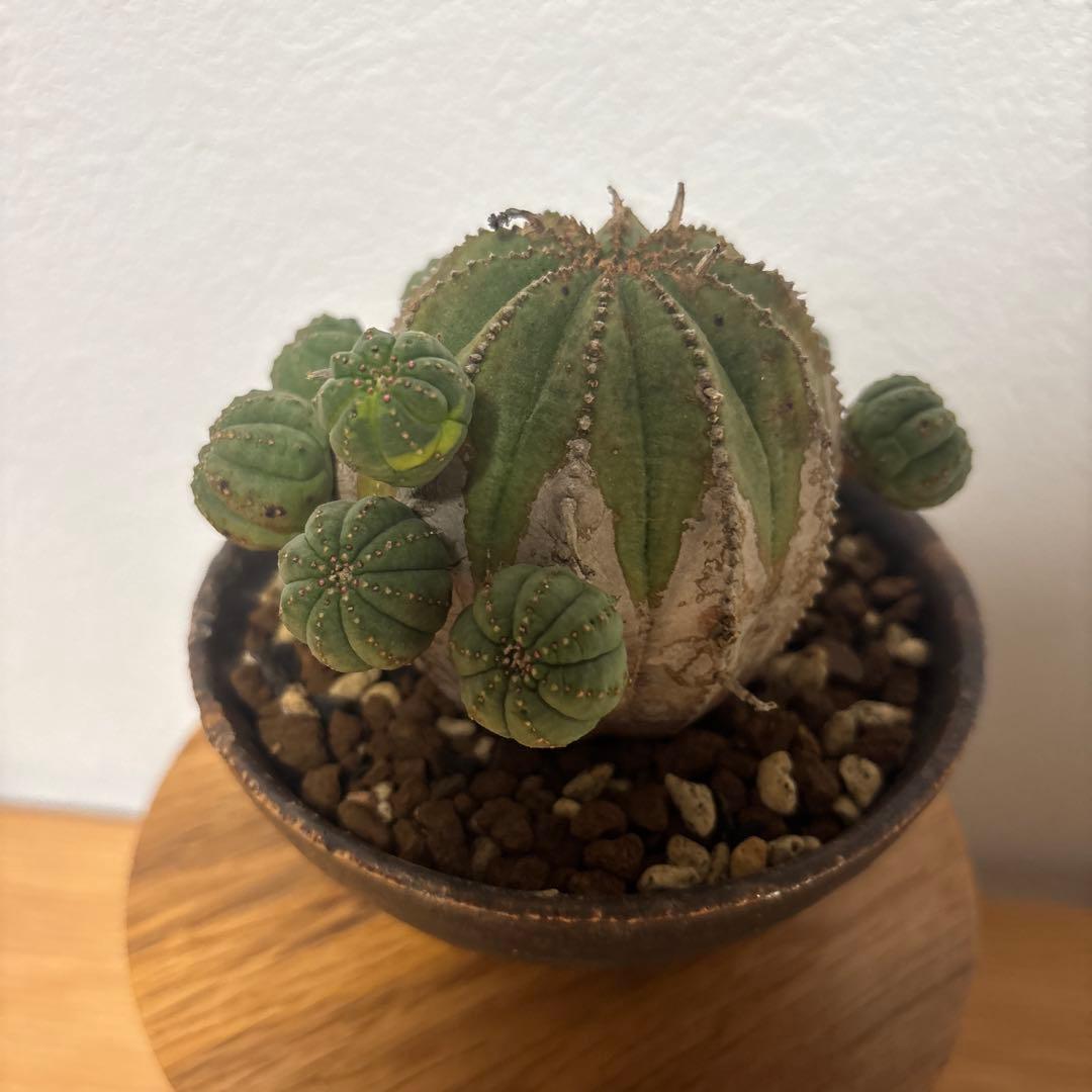 ト*ス様 オベサブロウ オベサ 木質化 鉢付き たけろうポット - メルカリ