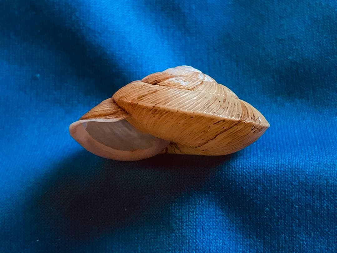 貝標本　エチゴマイマイ　貝口部傷