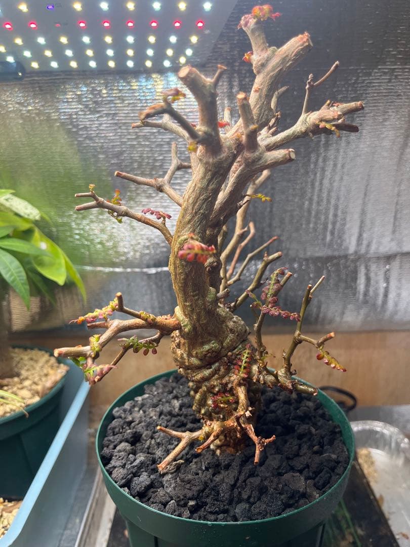 早い者勝ち 超極太 実生 パキプス オペルクリカリアパキプス 鉢ごと