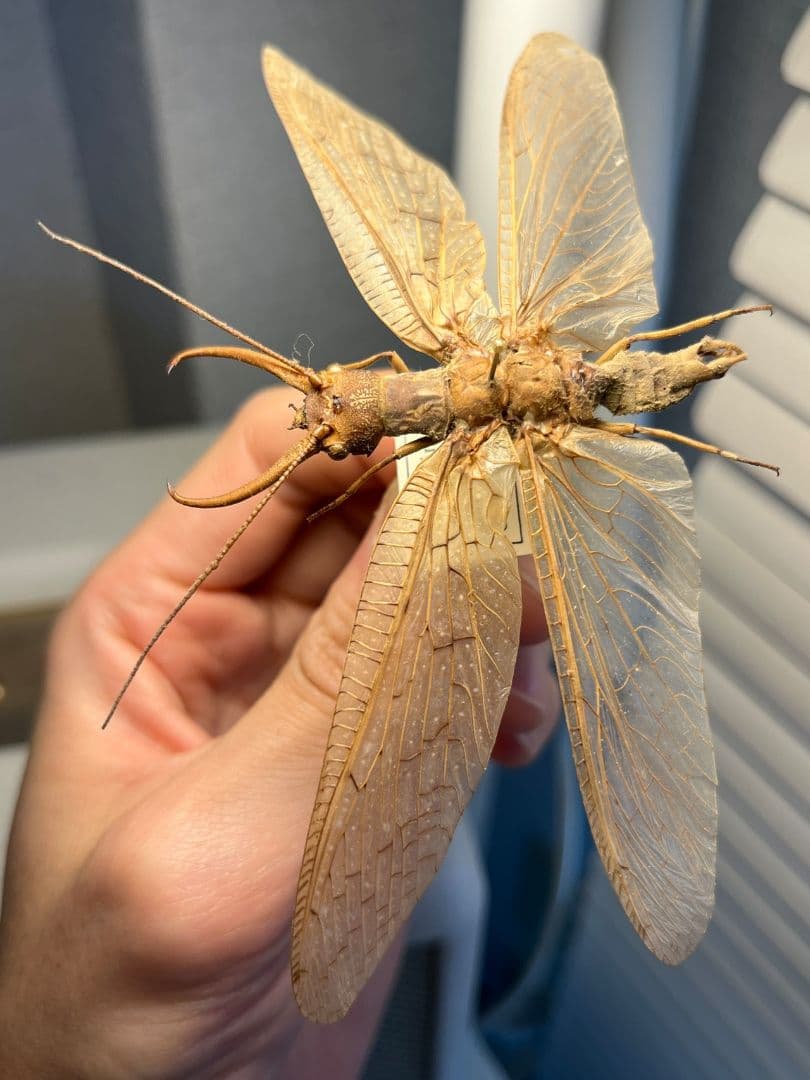 年代物】オオアゴヘビトンボ 産 奇蟲 タランチュラ ムカデ 標本 昆虫