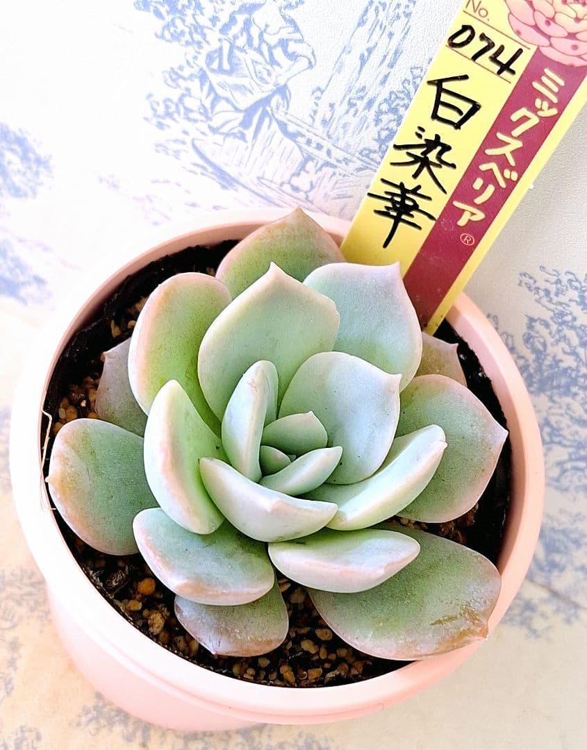 白染華 札付きポットごとメルカリ便おらいさん苗ミックスベリア - メルカリ