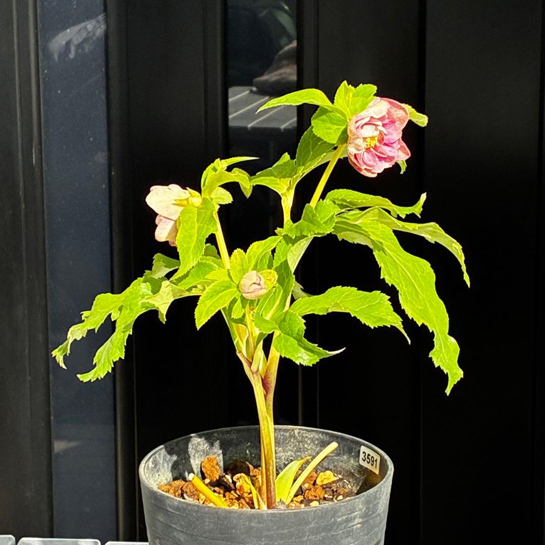 N*所様 3591☘️蕾花付き☘️極上美人☘️唯一無二☘️⭐️肌色オーレア⭐️チ