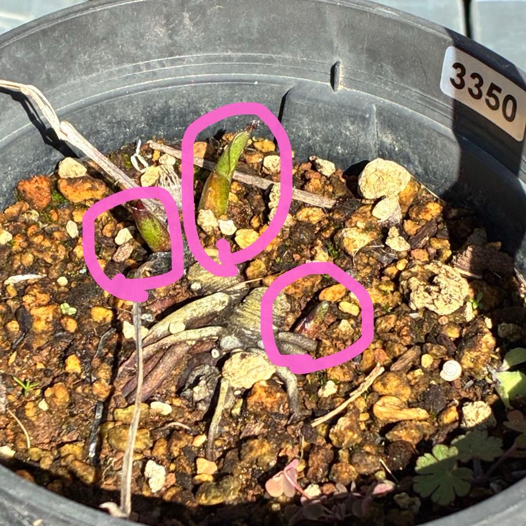 ヒ*イ様 ☘️限定1株☘️未株分け☘️タグ付き☘️3350⭐️H. croati