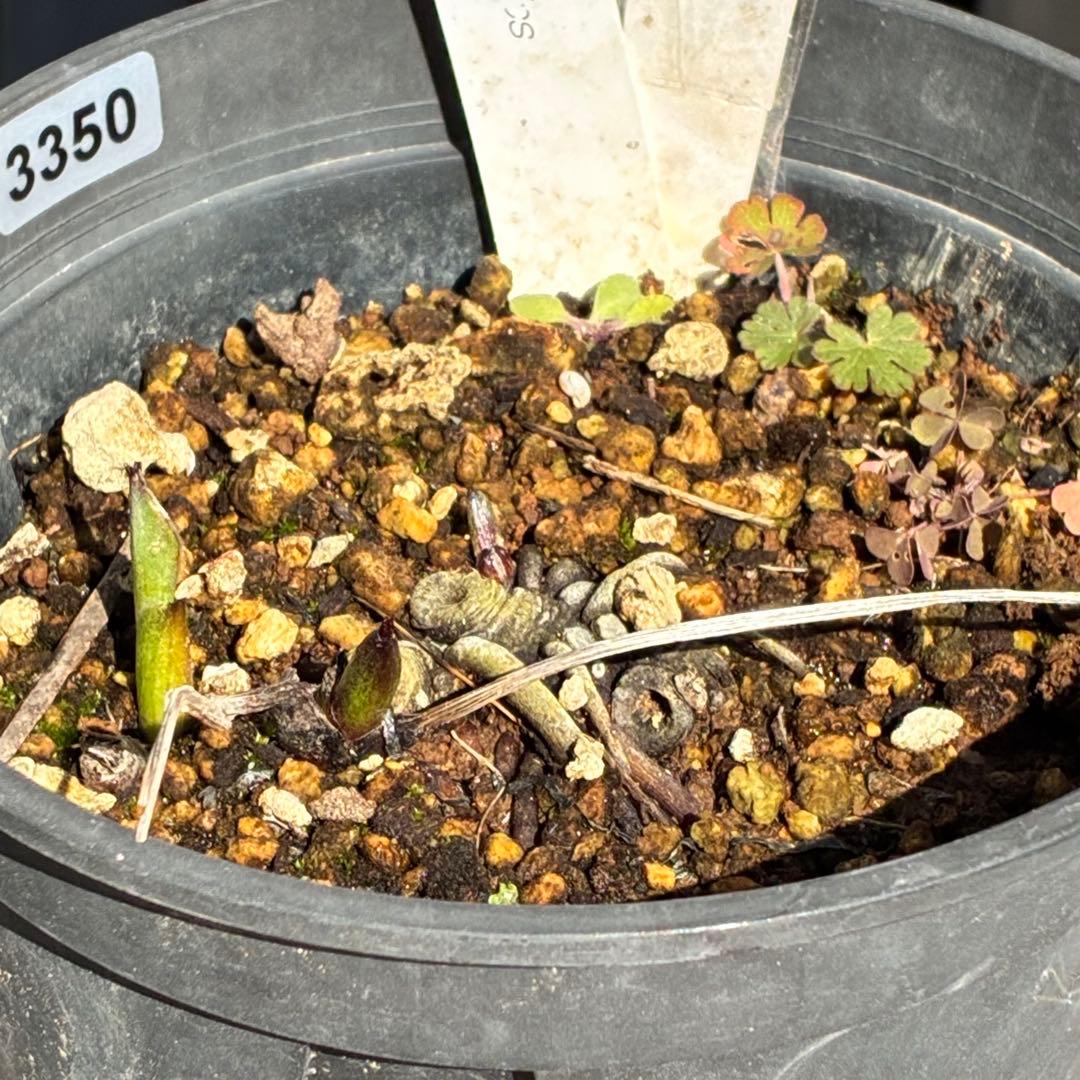 ヒ*イ様 ☘️限定1株☘️未株分け☘️タグ付き☘️3350⭐️H. croati