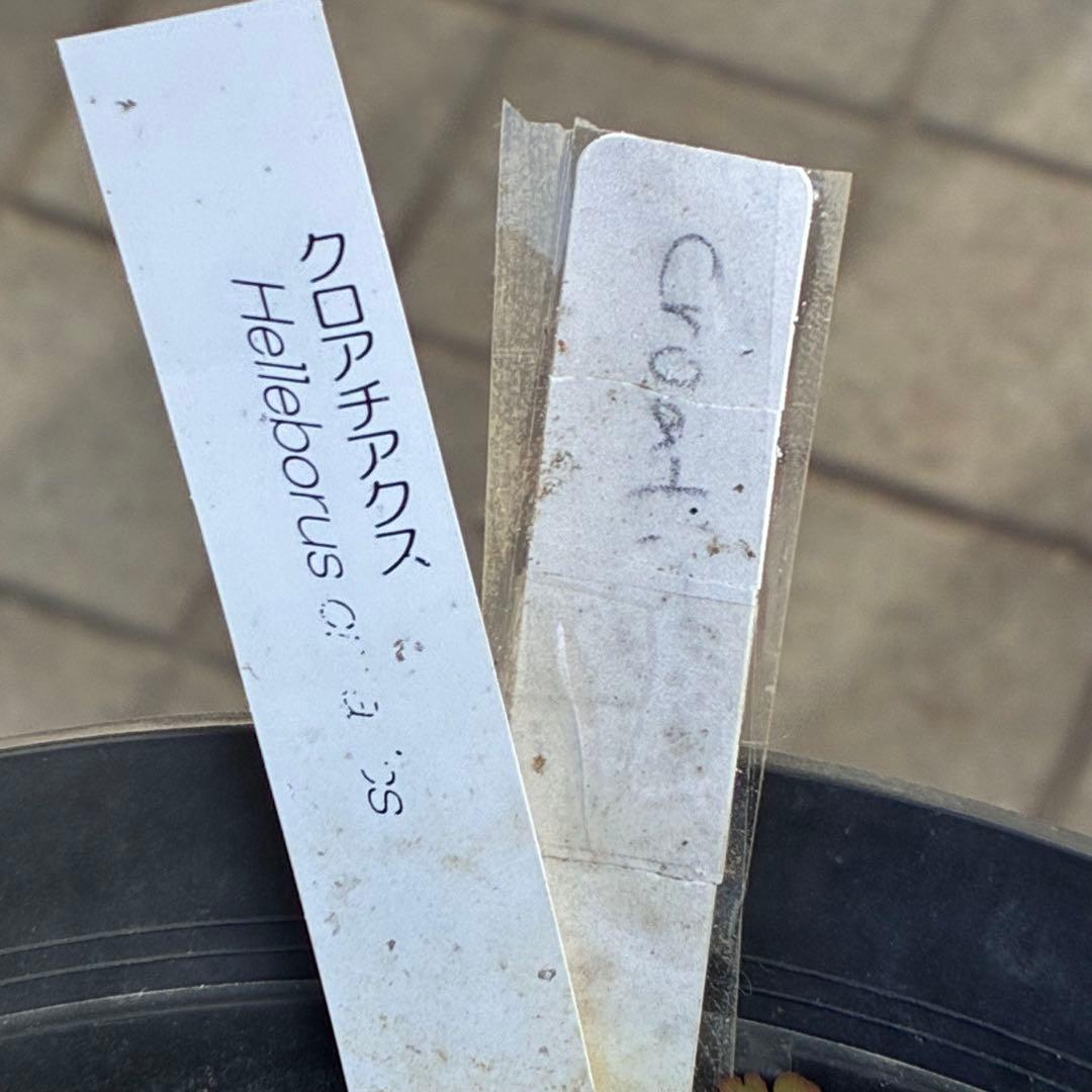 ヒ*イ様 ☘️限定1株☘️未株分け☘️タグ付き☘️3350⭐️H. croati