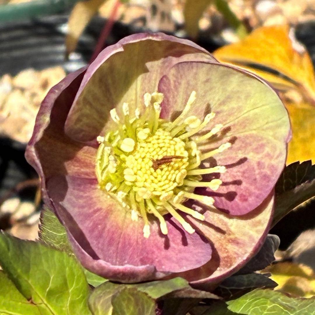 ラ*ク様 3469☘️花、タグ付き☘️⭐️あずき色⭐️小輪⭐️コロコロカップ⭐️