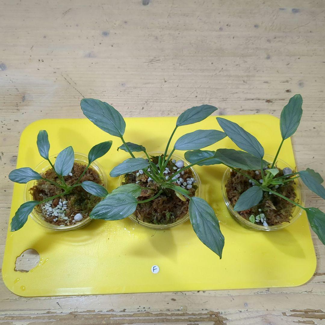 ホマロメナ sp 緑銀 3個セット F - メルカリ