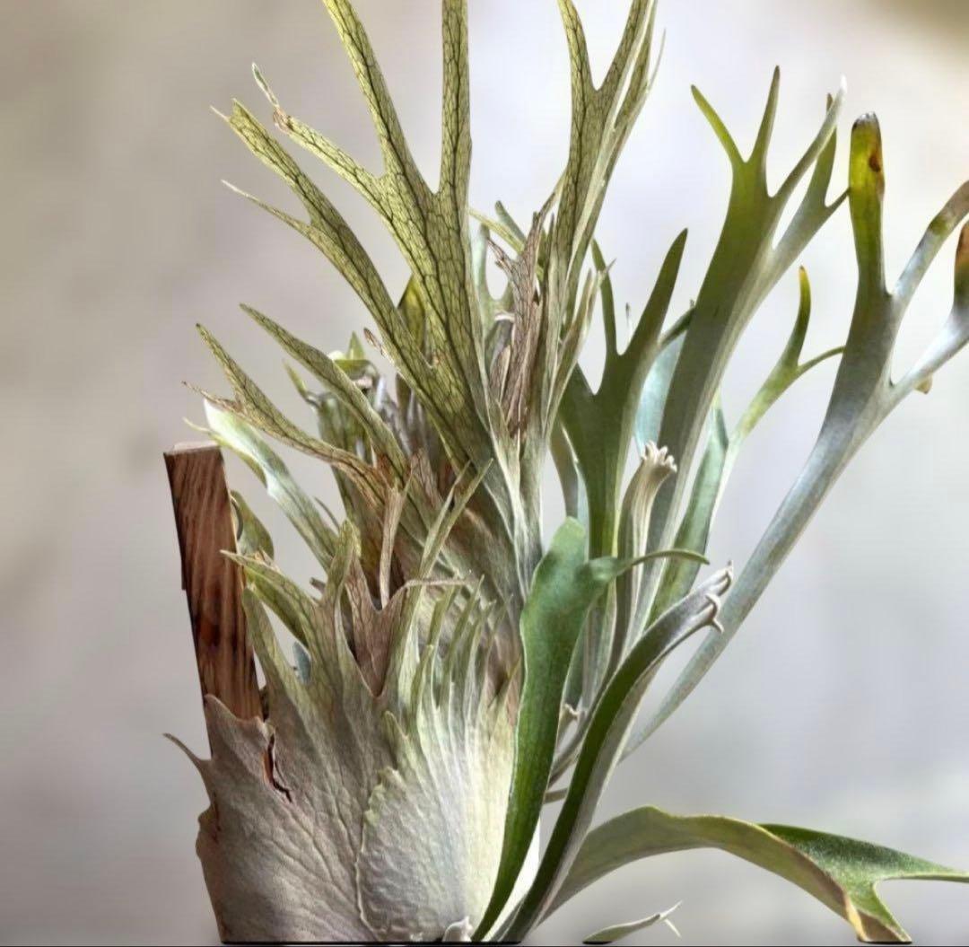 ビカクシダベイチー アーバンリバー 子株 oc veitchii - メルカリ