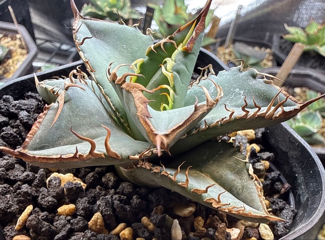 ブルー オアハカ 実生 - メルカリ