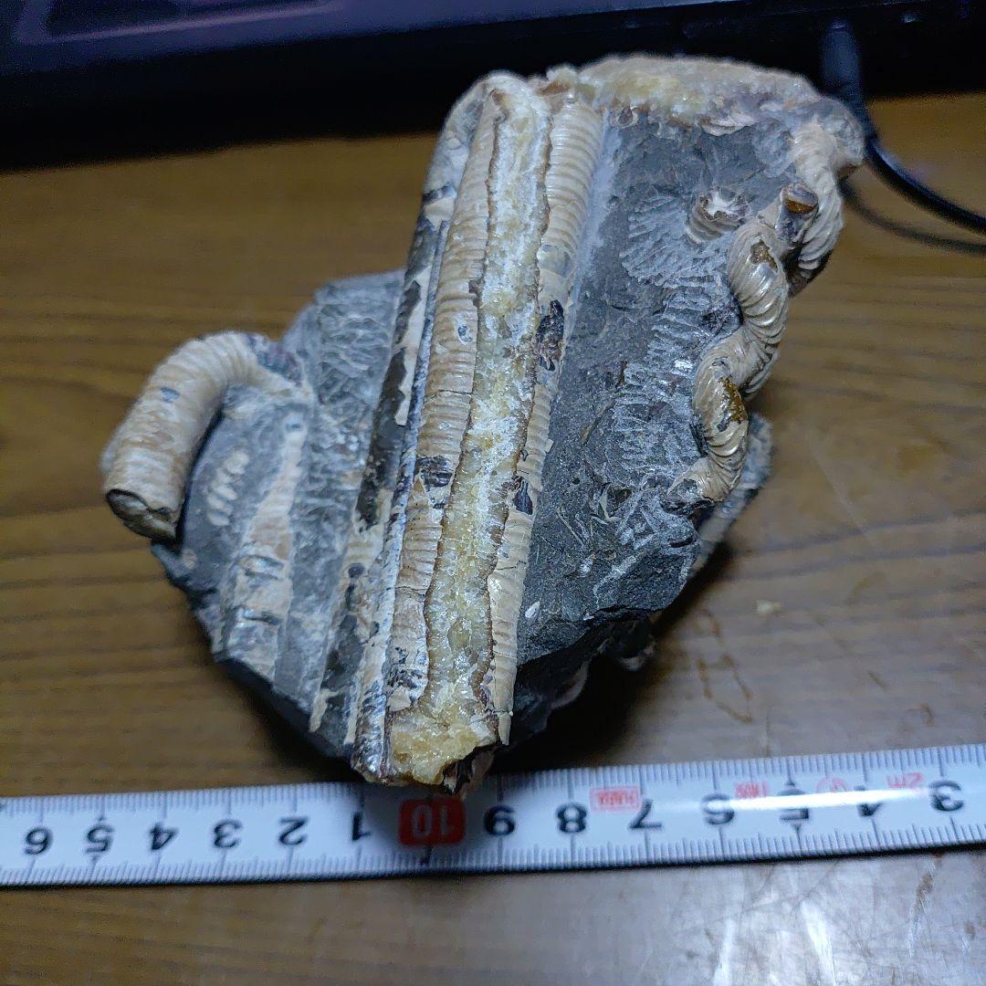 北海道アンモナイト 異常巻きハイファントセラス、ポリプチコセラス