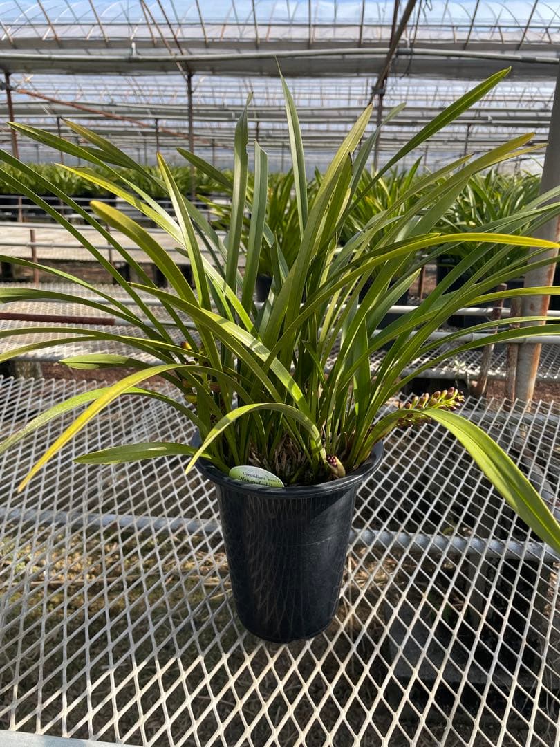 R8年キンリョウヘン花芽7本#4 - メルカリ