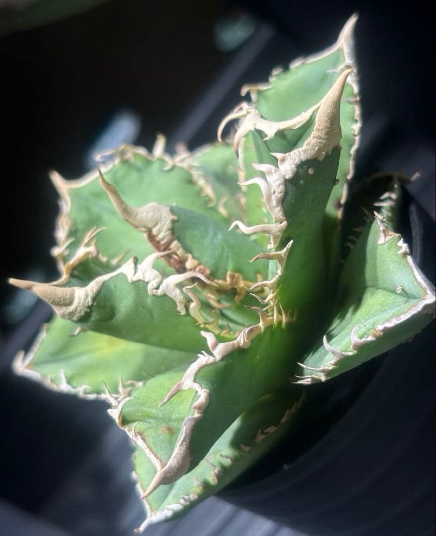 特出！アガベチタノタ大白鯊（極上株）S級激レアsuperホオジロザメ狂暴