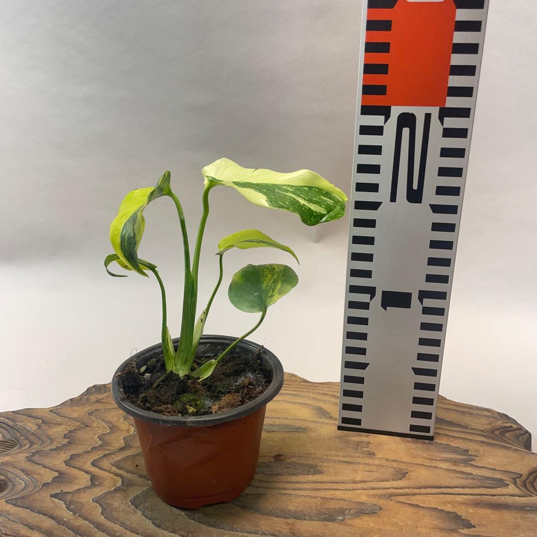 A111品種保証！モンステラ ギング エレクトロライト 美株 斑入り 希少