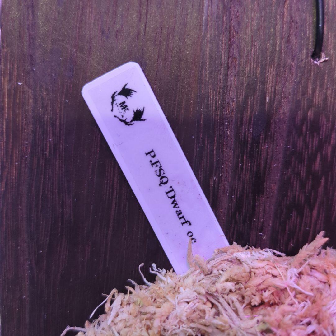 わ*ち様 【1株限定出品】P.FSQ 'Dwarf' oc/ビカクシダ - メルカリ