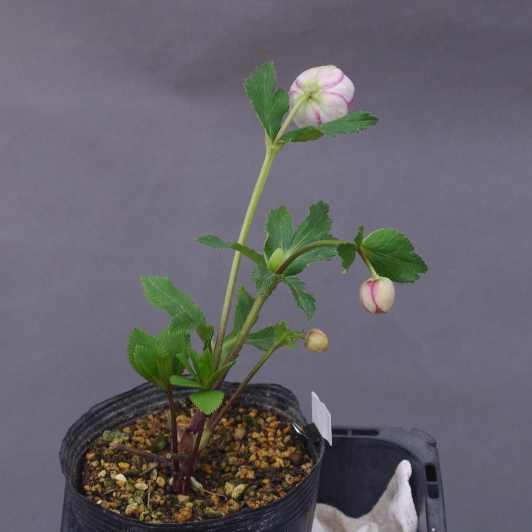 7381 認定！アンティークモーリー クリスマスローズ開花 加藤農園