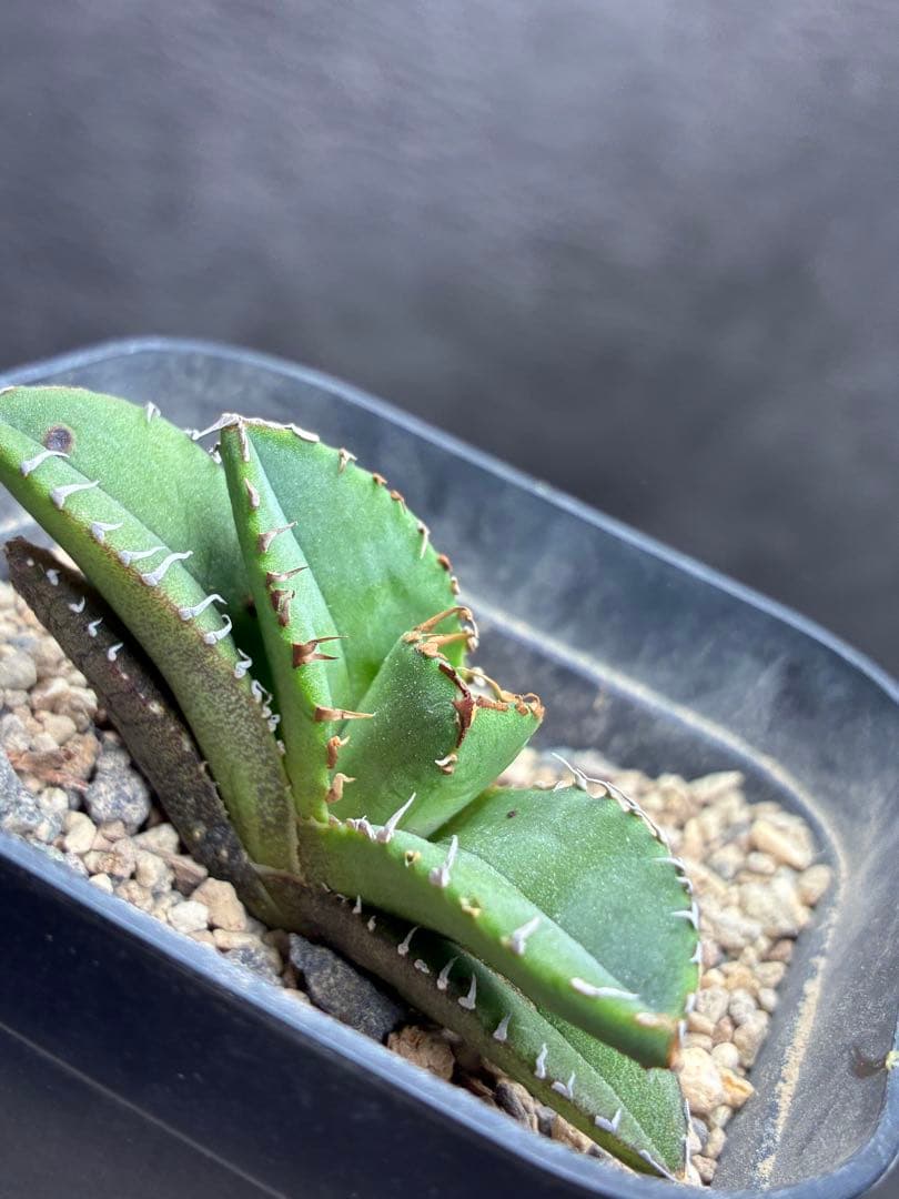 アガベ チタノタ 「冰雹」子株 ブツブツ 綺麗な青葉 特選株 - メルカリ