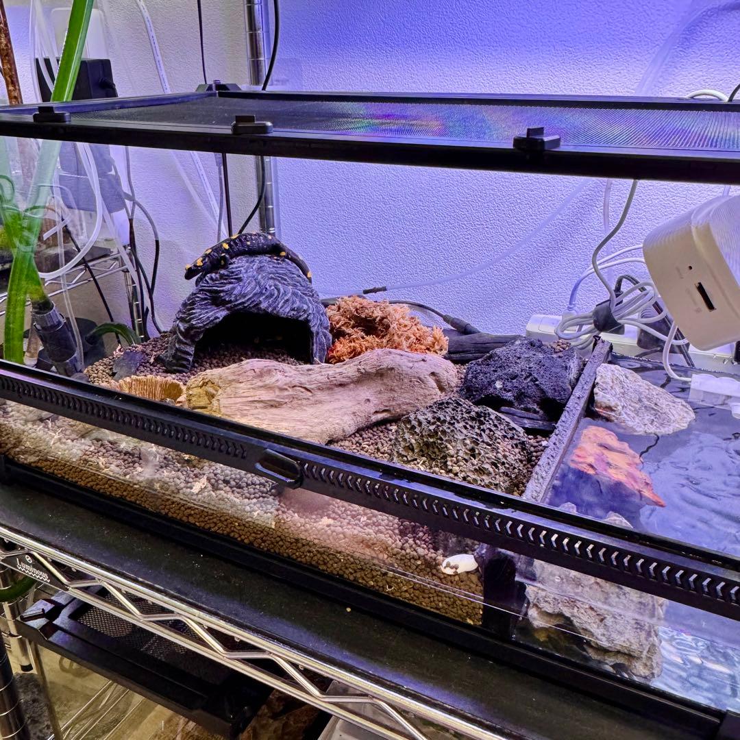 新品】 爬虫類・両生類・昆虫用 ガラス飼育ケージ 50×30×25cm