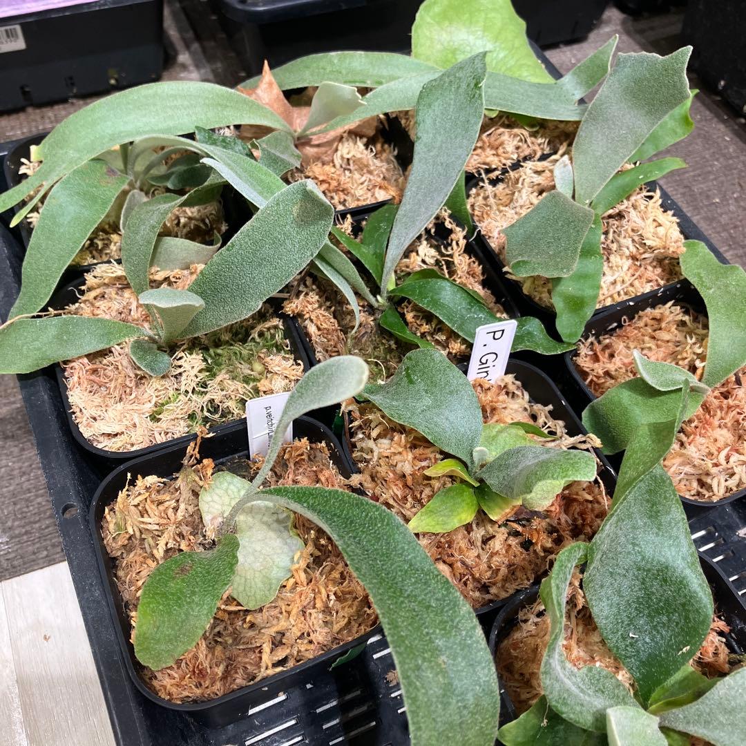 ト*ス様 ビカクシダ福袋 ラスト 10株 - メルカリ