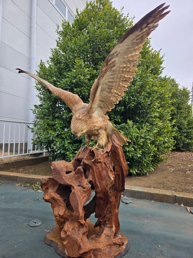 鷹剥製 鷹 剥製の値段と価格推移は？｜3件の売買データから鷹 剥製の価値が