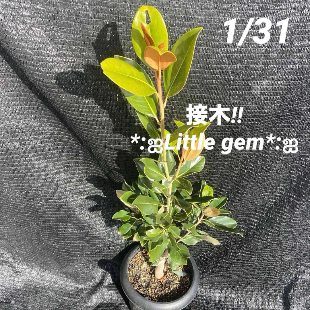 ③*:ஐ四季咲き・矮性！*:ஐ丈夫な接木・タイサンボク・苗木【リトル