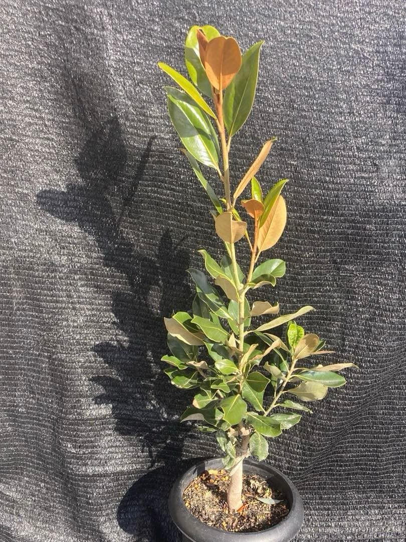 ③*:ஐ四季咲き・矮性！*:ஐ丈夫な接木・タイサンボク・苗木【リトル