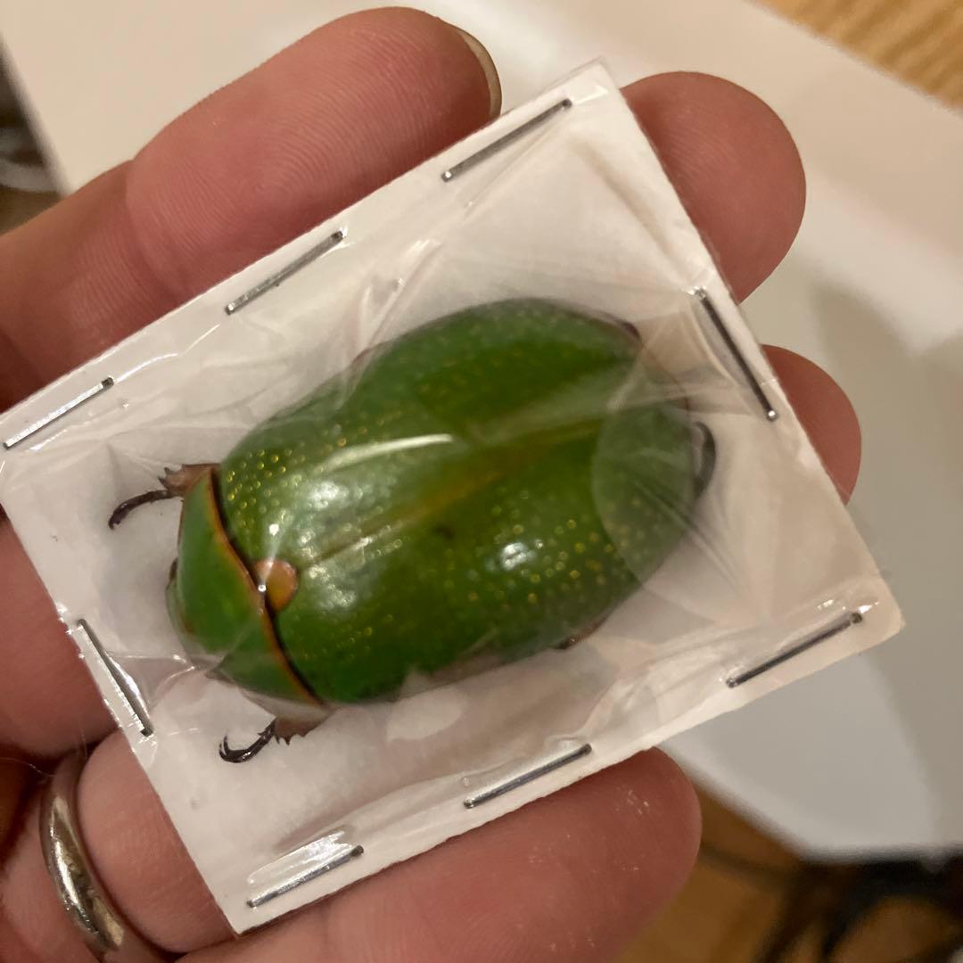 コスタリカ産 クリサルギレアプラチナコガネ Chrysina chrysargirea