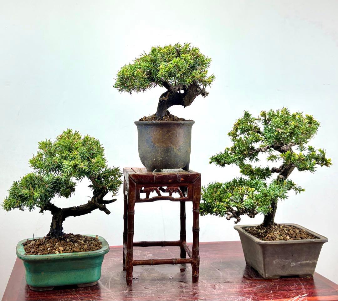 小品盆栽 伊勢杜松 3点セット 可愛い木です‼️‼️‼️