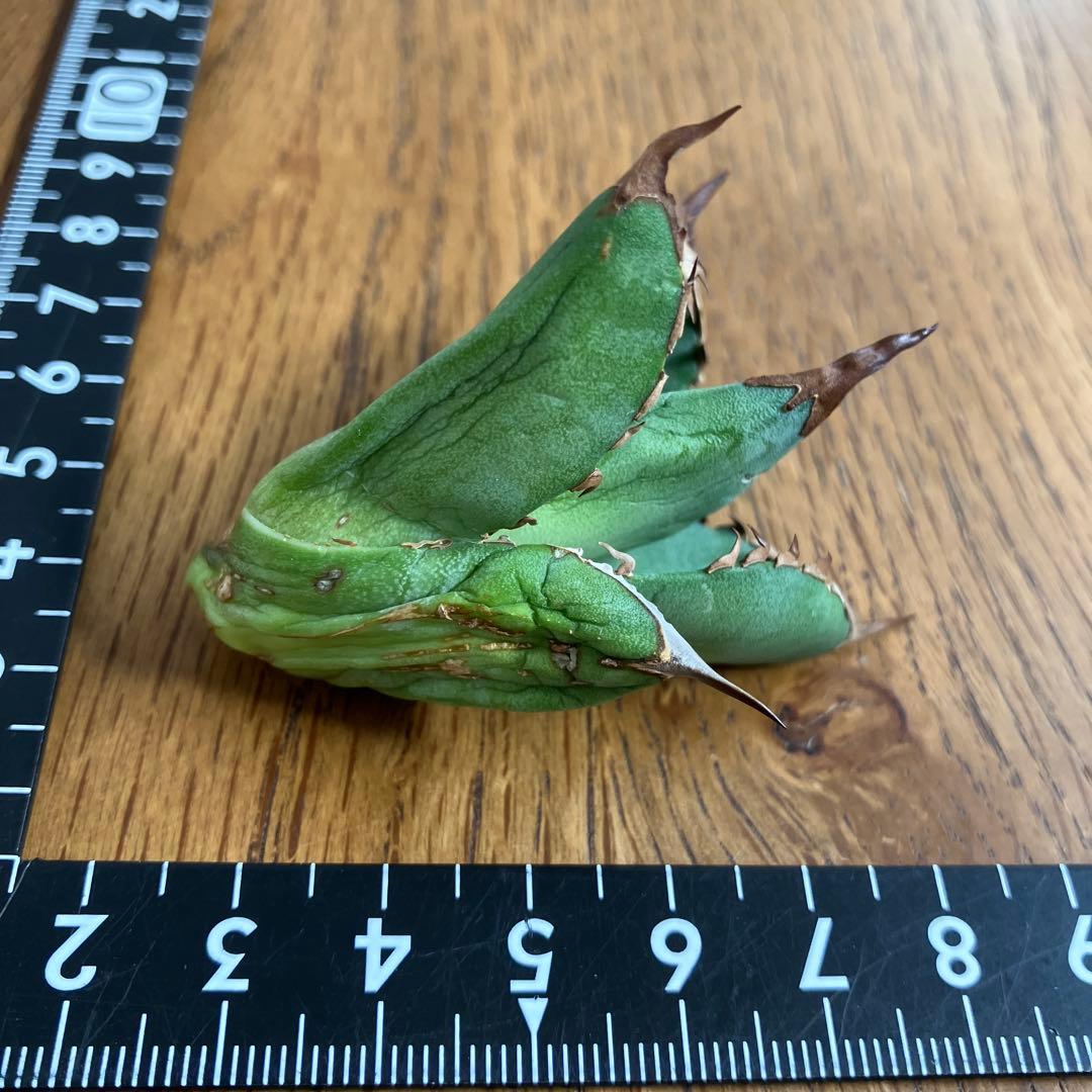 T*☆様 【初売りオークション】111 REZA産　目玉　選抜　アガベ　BUFF