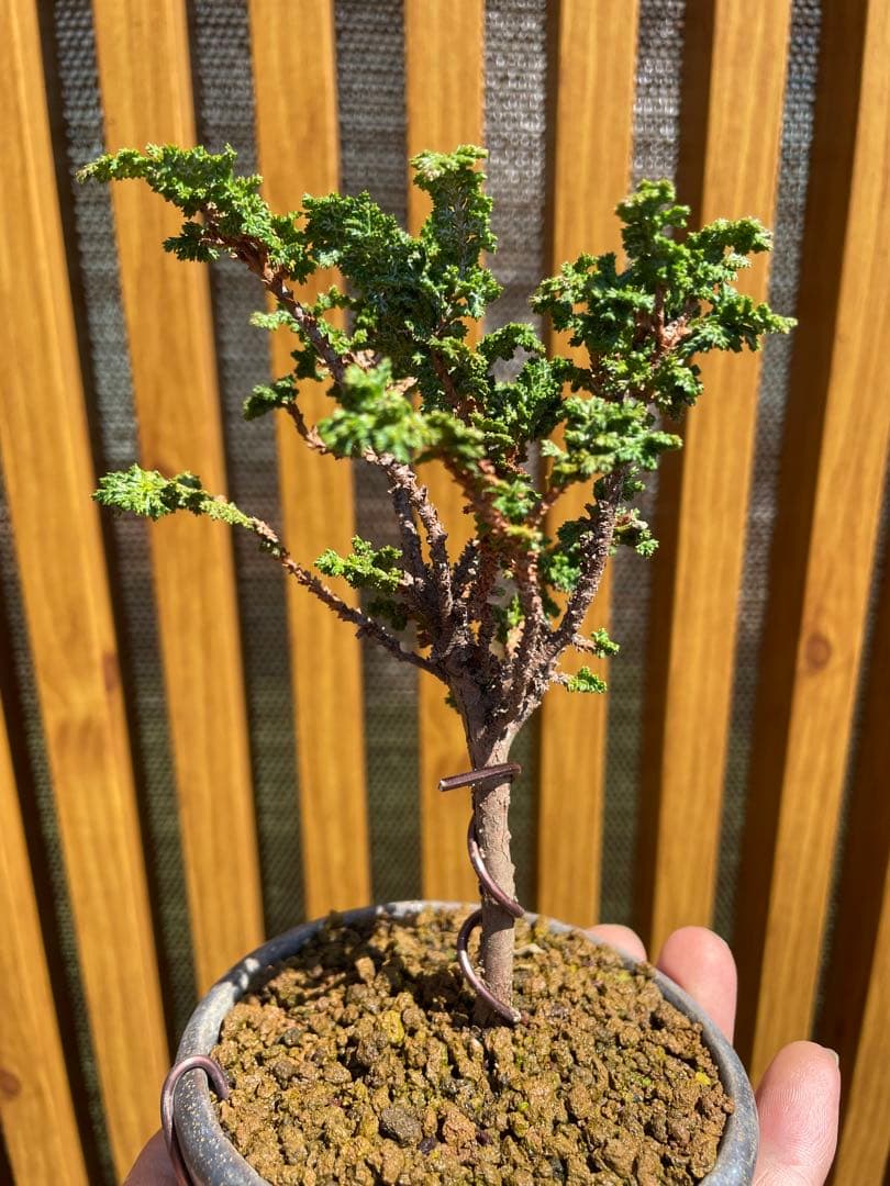 石化檜 ミニ盆栽 五葉松/黒松 - メルカリ