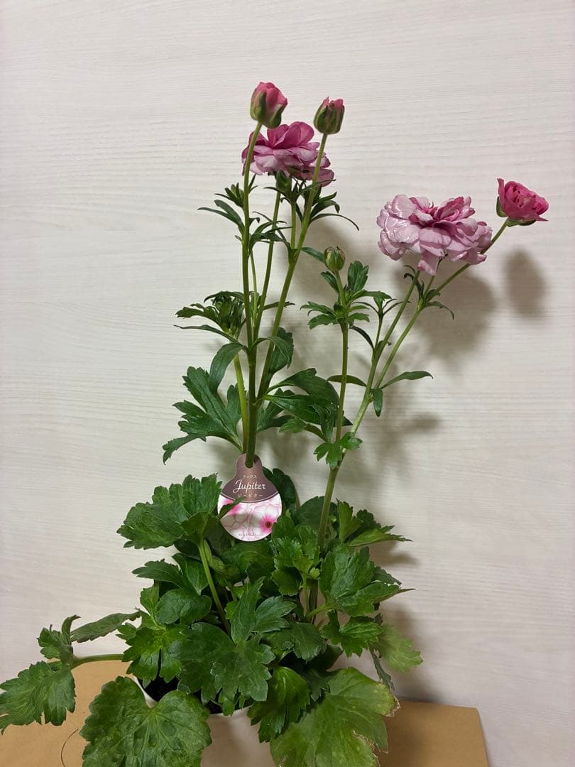 ラナンキュラスラックス 5号鉢 ジュピター アウラ ヘスティア ヘラ