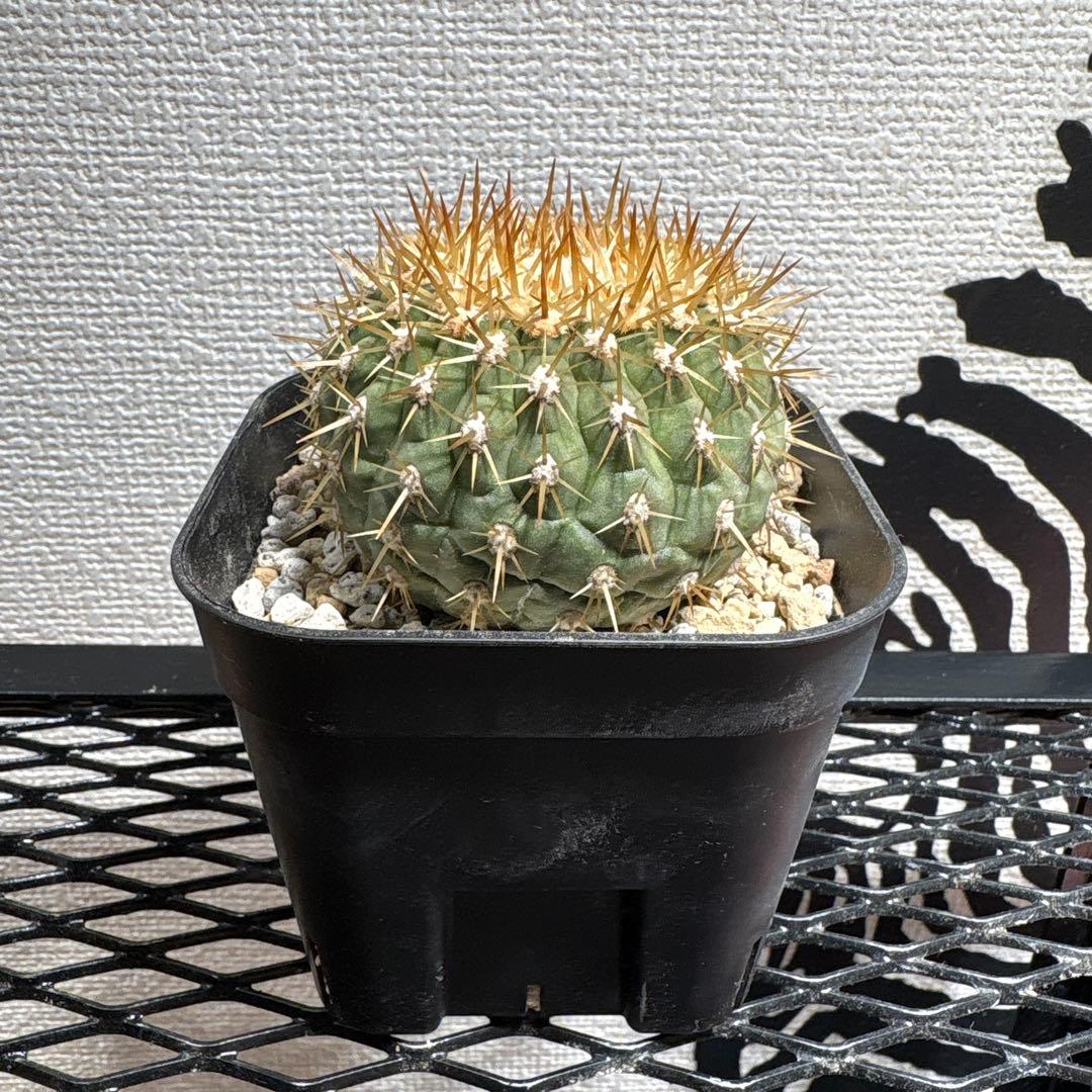 コピアポア コルムナアルバ 孤竜丸 金棘 強棘 美株 特選極上株 未発根