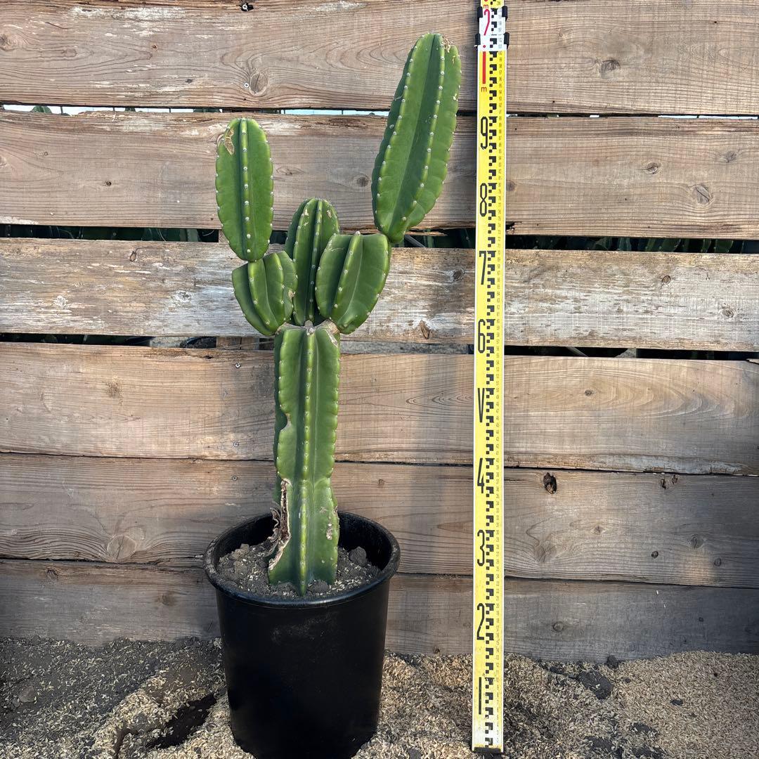 売り切越冬済 柱サボテン 鬼面角 発根 ドライガーデン パリー