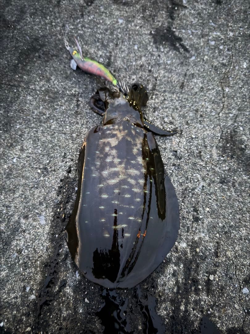 M 楽天市場】キャンバスフレーム クリスマス コレクション10 ゆう