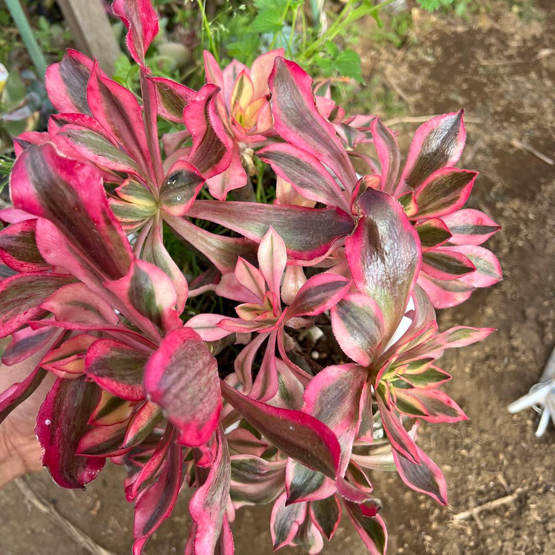 多肉植物。アエオニウム魅影法師錦抜き苗13頭 - メルカリ