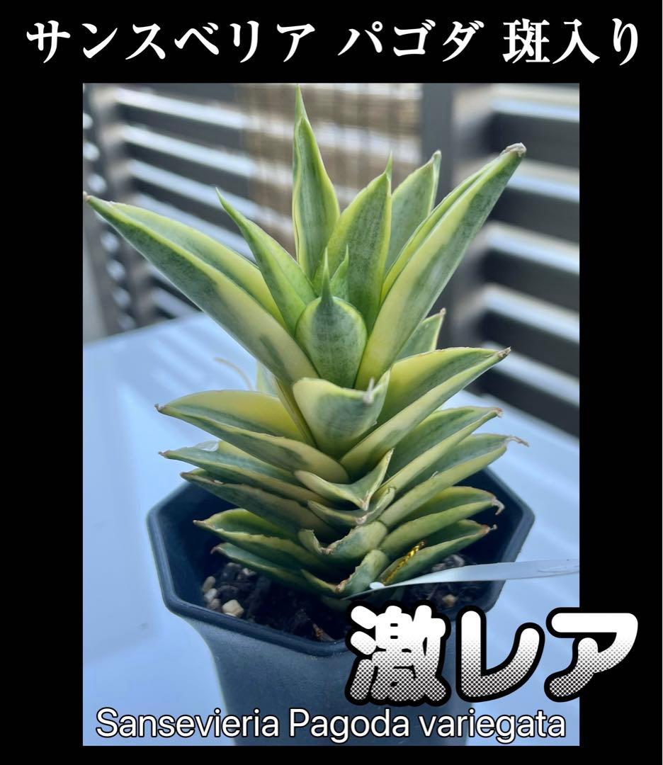 サンスベリア パゴダ 斑入り 希少 Sansevieria Pagoda - メルカリ
