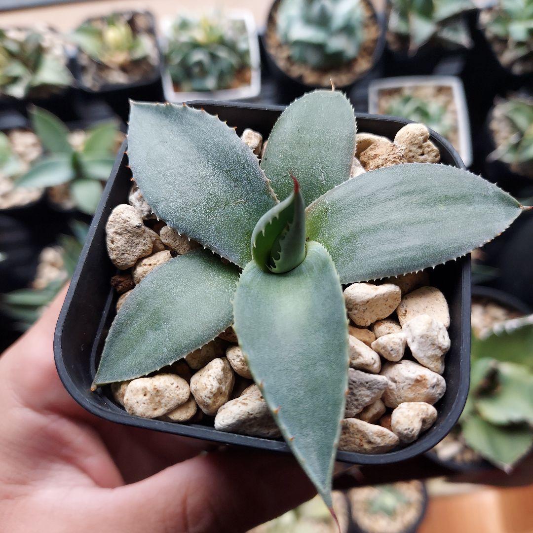 アガベ パリー ホーチエンシス実生⑤ ドライガーデン 初心者 耐寒性