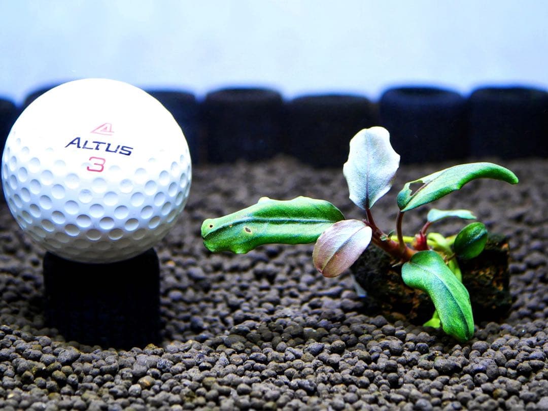 ブセファランドラ《レア種》『アテナ・ブルー』【半水中葉】溶岩石活着