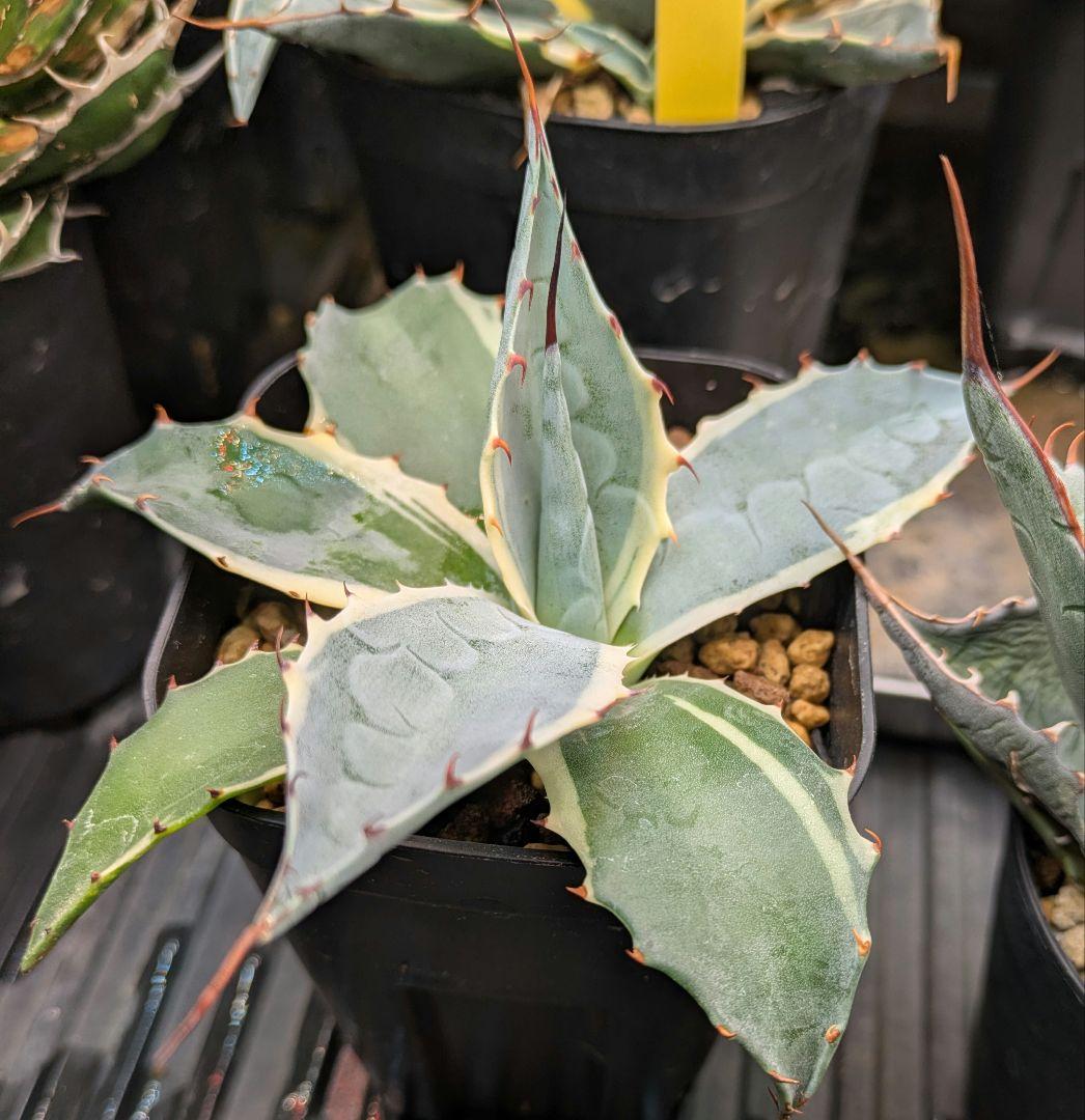 本日限り福袋】アガベ パラサナ インプレッショニスト 特選実生株セット