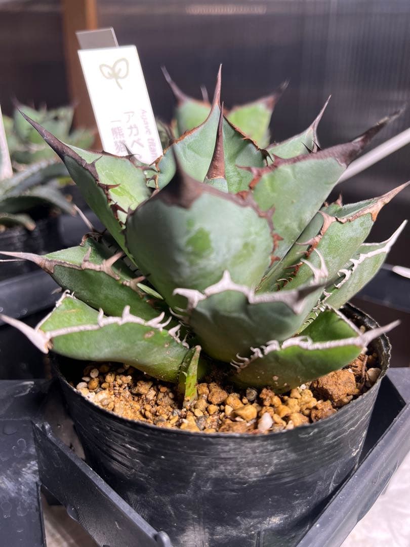 ワン太郎様専用アガベ 9個セット販売 シーザー パンダ ライオンズ