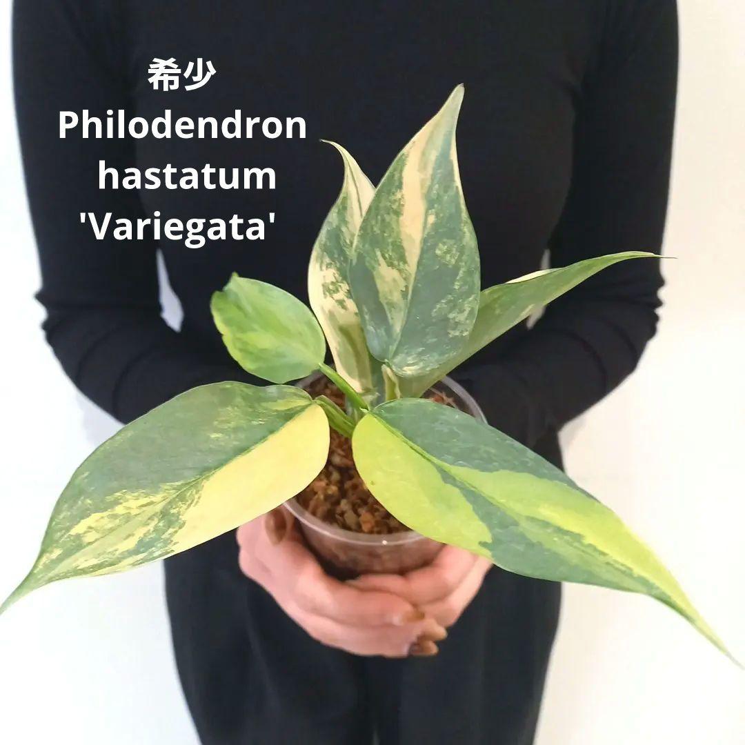 超超絶希少 フィロデンドロン シルバーソード斑入 (ハスタータム斑入